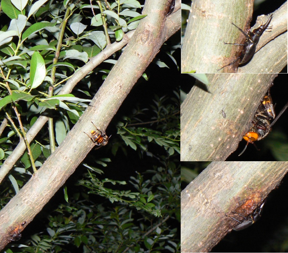 川縁のヤナギ(左)_ノコギリクワガタ♂ オオスズメバチ コクワガタ♂_2021年5月24日19時45分頃 23度